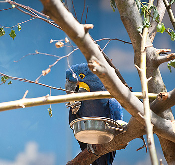 云呼电话测压网页版