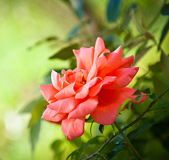 免费信息轰炸机